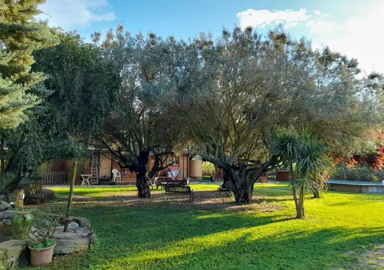 EntreViejosOlivos-olivos-4246