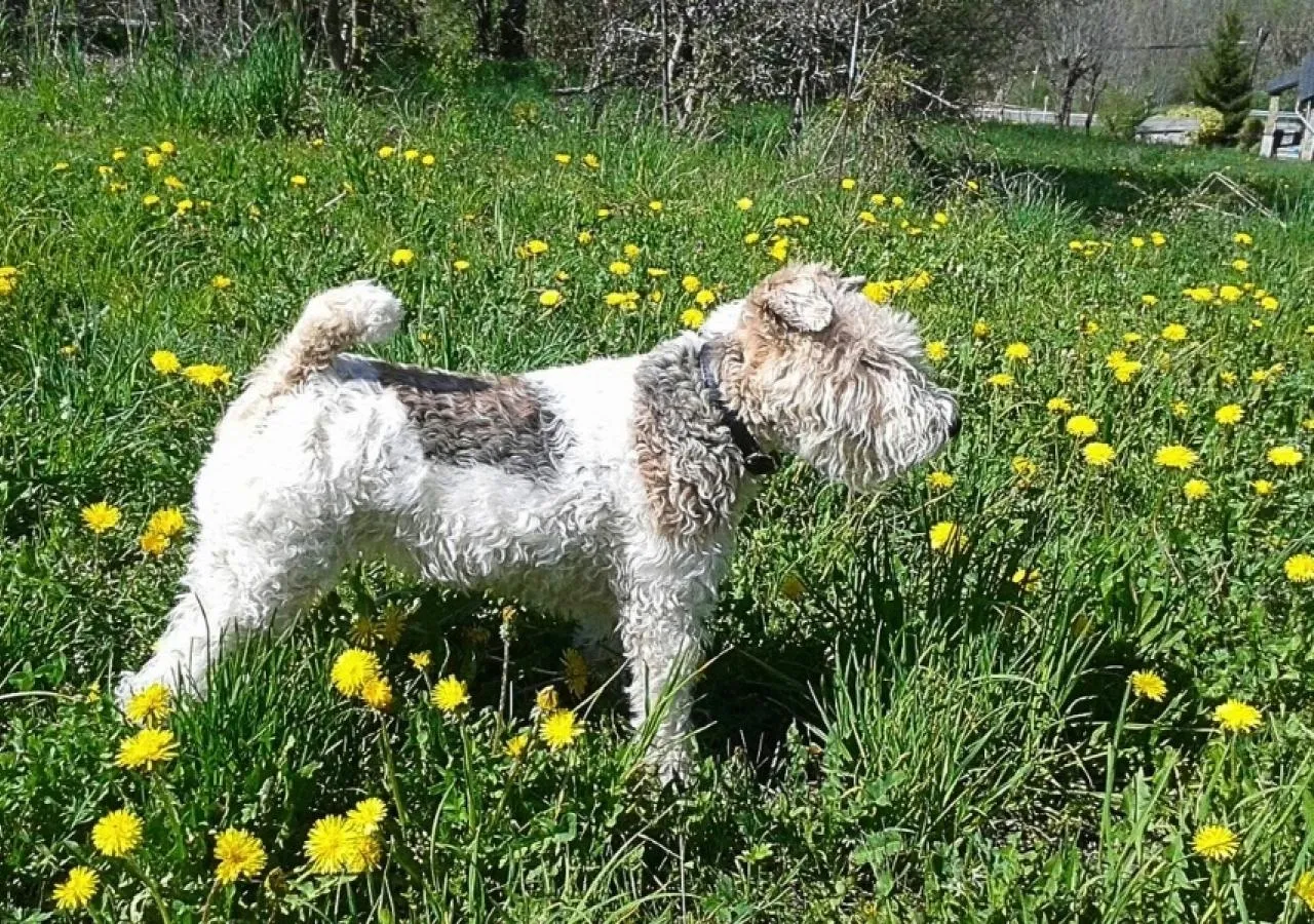 Fonda-Eth-Petit-perros1-5438