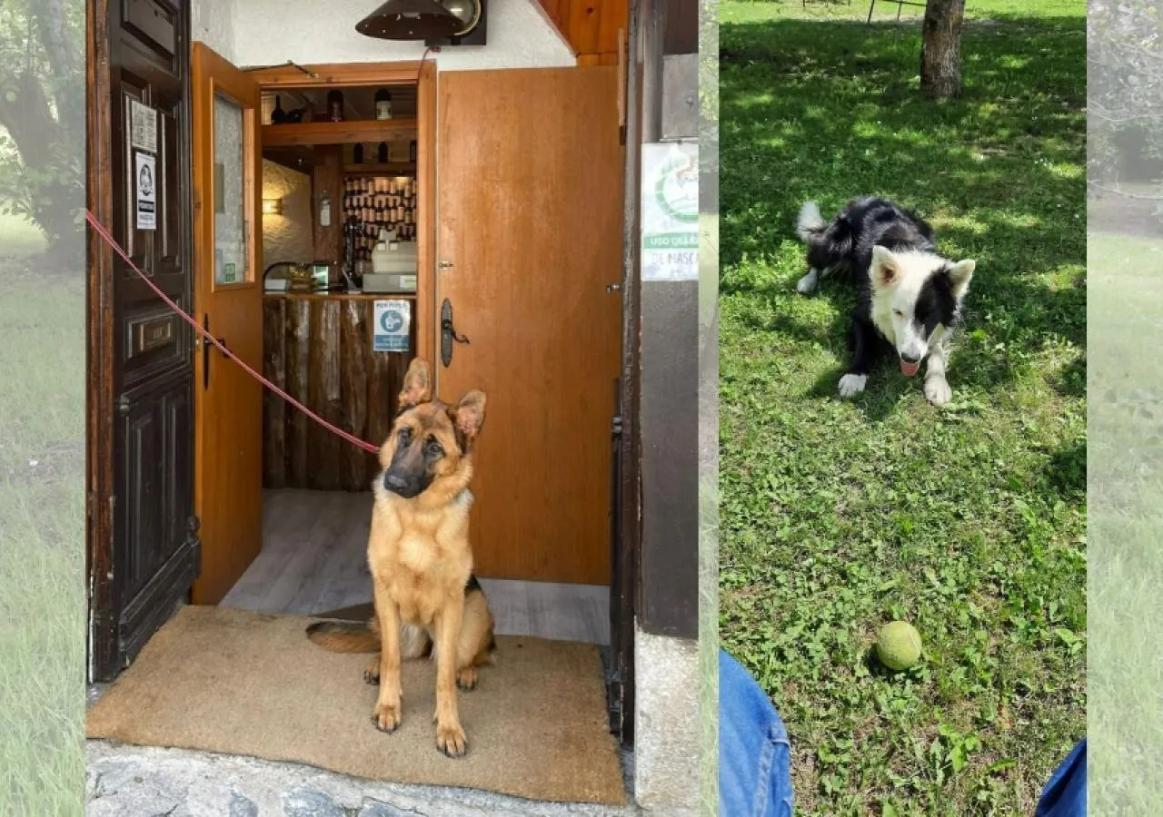 Fonda-Eth-Petit-perros2-5440
