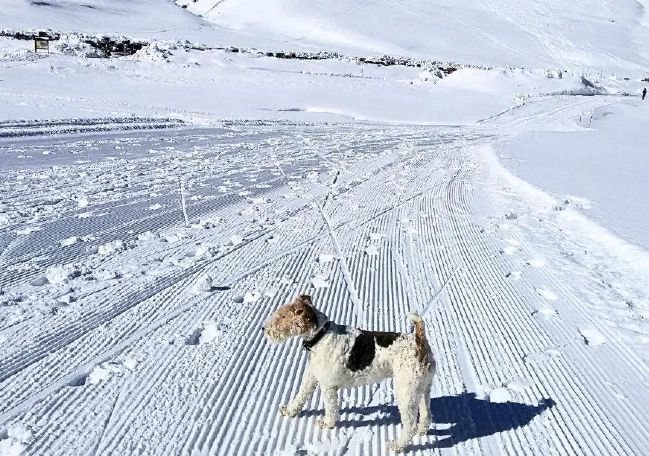 Fonda-Eth-Petit-perros3-5439