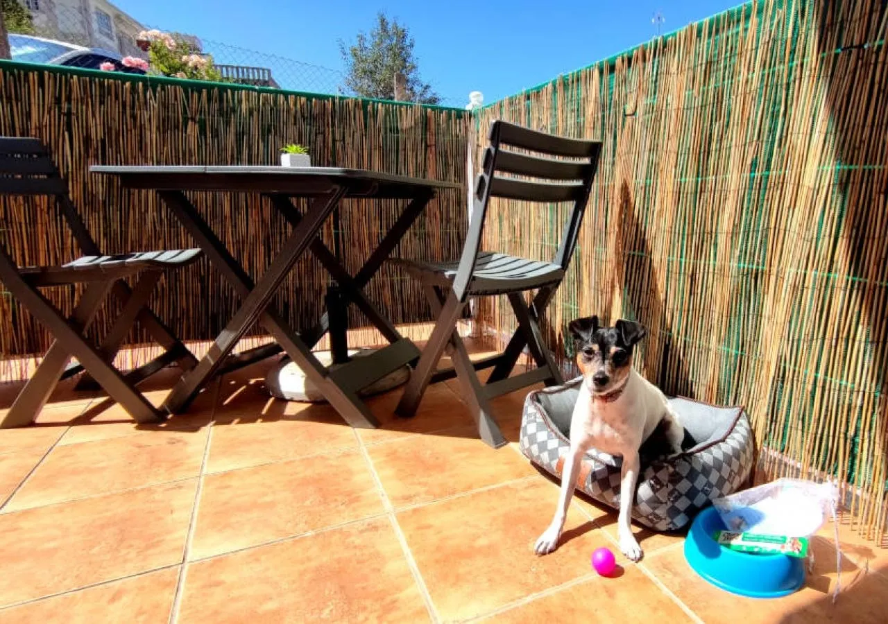 baixamar-terraza-perro-3940