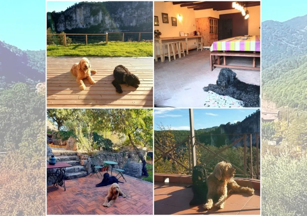 castellotdefarena-perros-5490