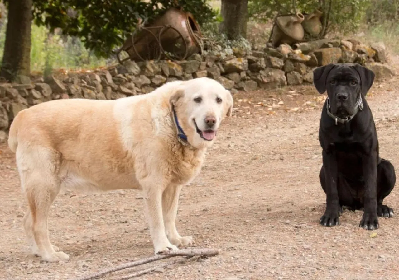 masardevol-perros-2-3937