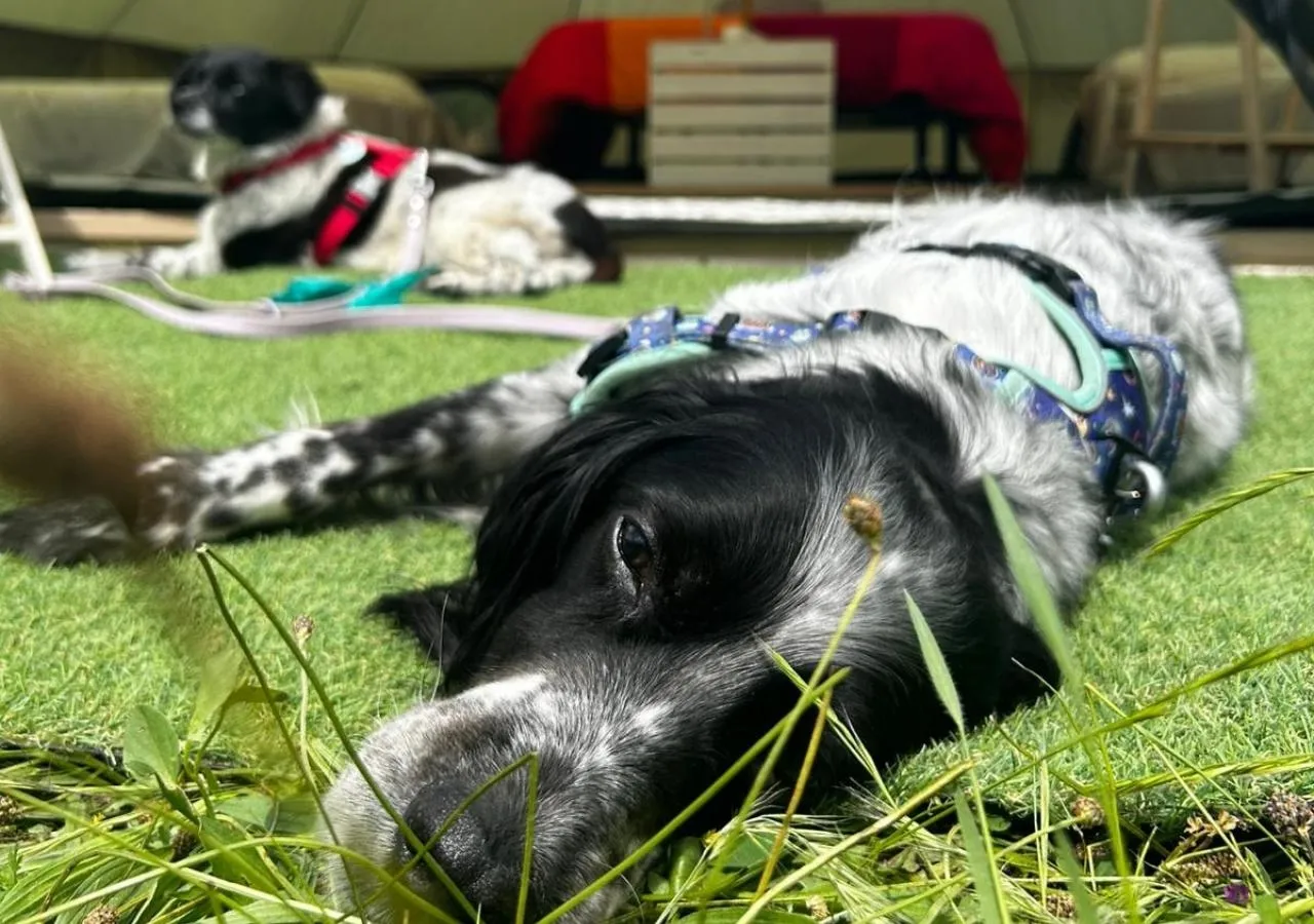 yokaicamp glamping 5634