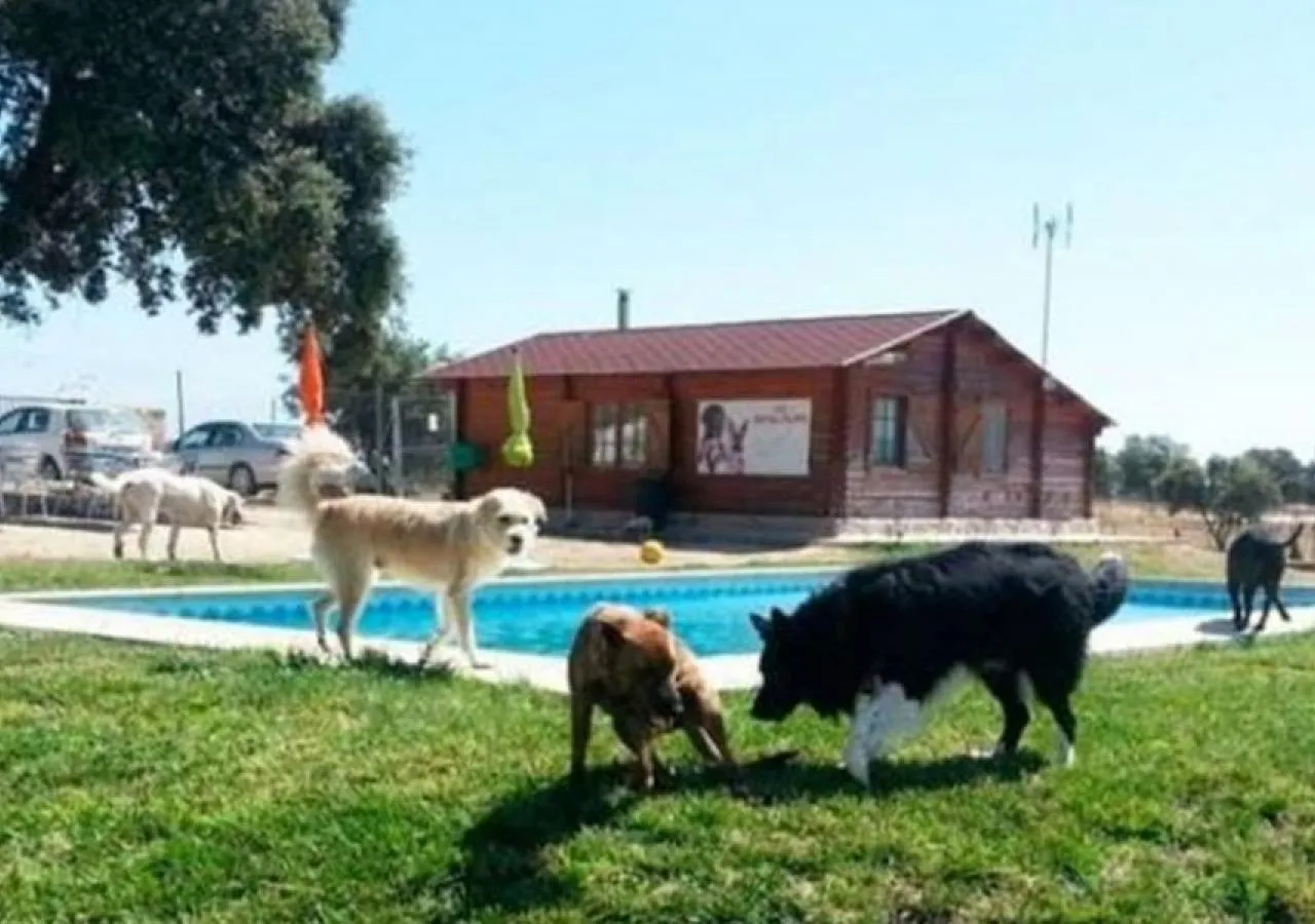 Residencia-canina-piscina-186