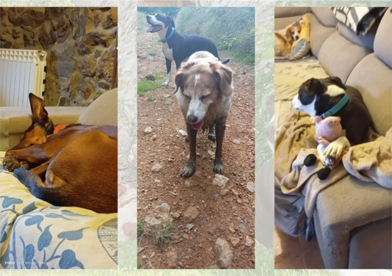 residencia-canina-pikuko-12-208