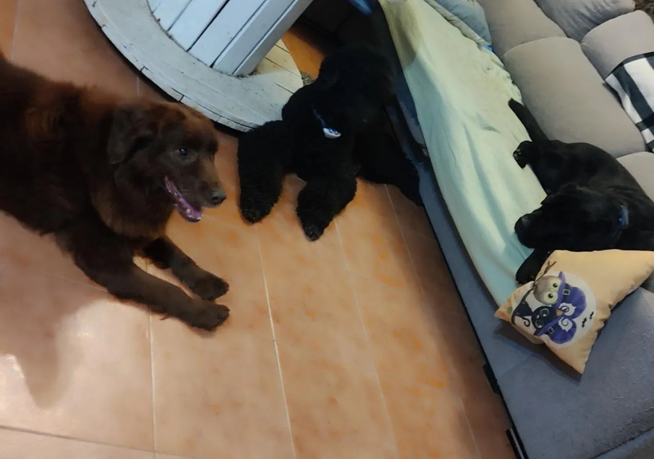 residencia-canina-pikuko-2-201