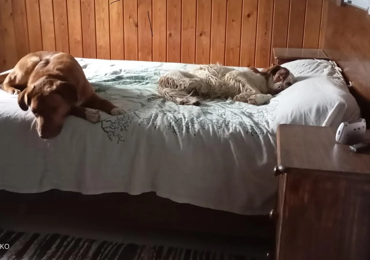 residencia-canina-pikuko-11-206