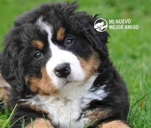 Mi Nuevo Mejor Amigo: el proyecto solidario que ha encontrado un hogar a más de 1.000 animales de compañía