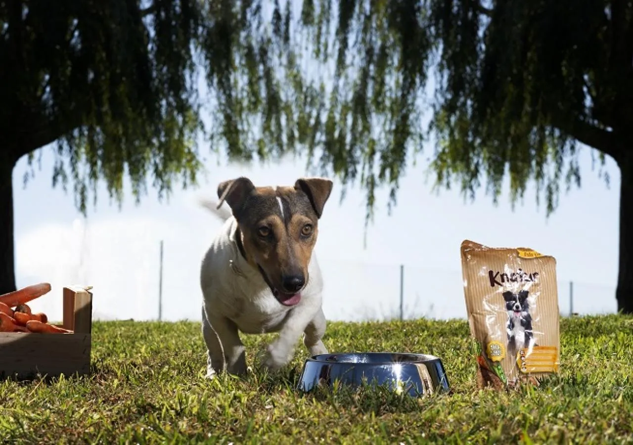 Alimentación húmeda natural: cómoda para viajar con perros.