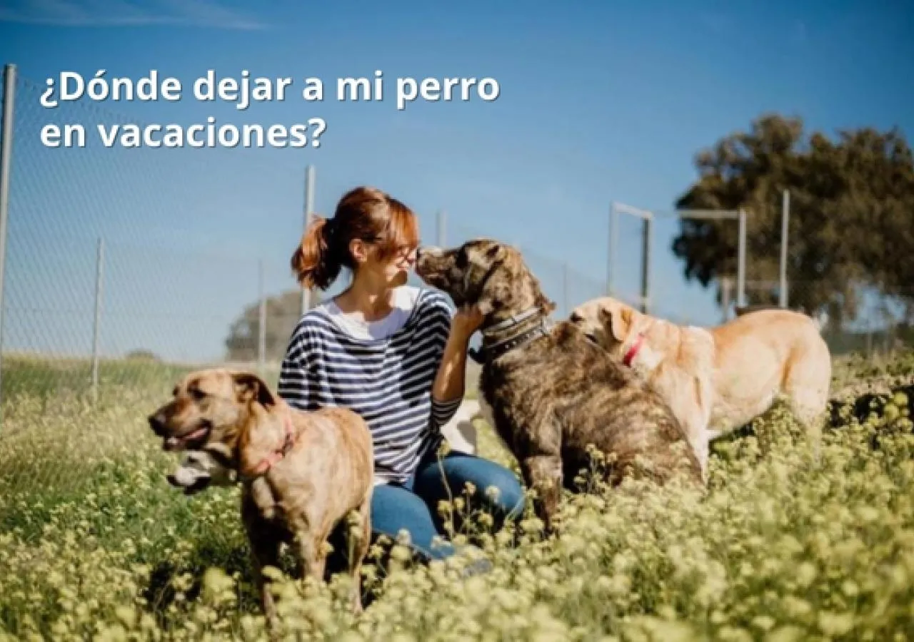 ¿Dónde dejar a mi perro en vacaciones?