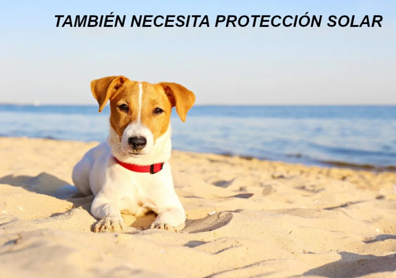 Tu mascota también necesita protección solar