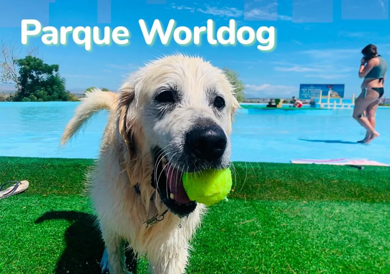 Descubre la Diversión Acuática para Perros en el Parque Worldog