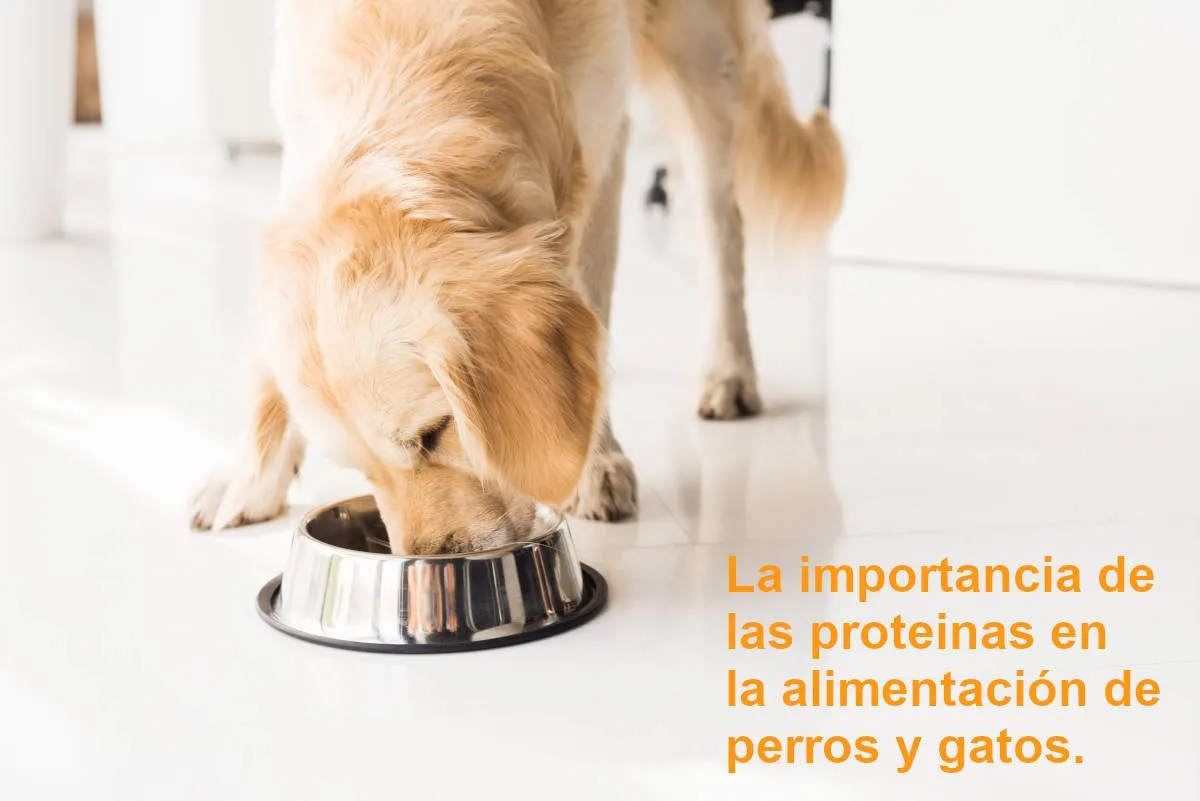 La importancia de las proteínas en la alimentación de perros y gatos. 