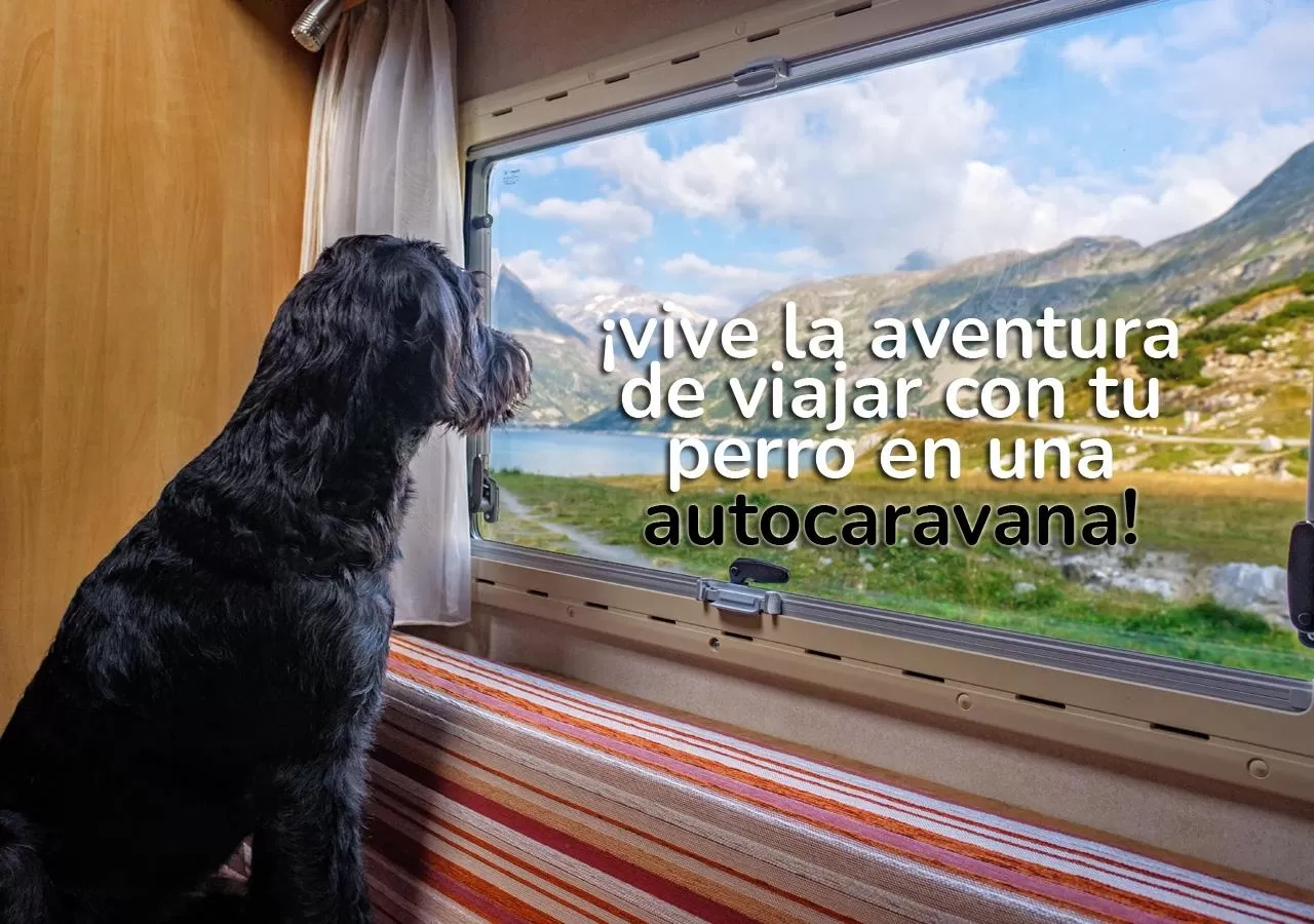 La aventura de viajar con tu mascota en Autocaravana.